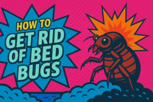 How To Get Rid Of Bed Bugs