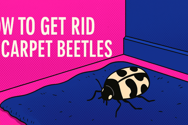 How to Get Rid of Carpet Beetles?