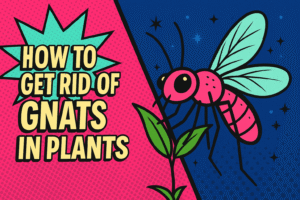 how to get rid of gnats in plants
